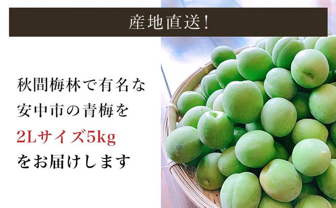 【2026年発送分先行予約】旬をお届け！青梅【２Lサイズ５㎏】 ANAR019