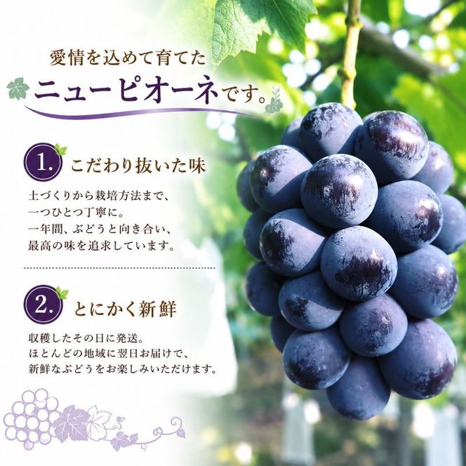 ぶどう ニュー ピオーネ 2kg  3房～4房 1房 約500g～600g 葡萄 フルーツ 岡山 高梁市産 赤迫農園 2026年 先行予約