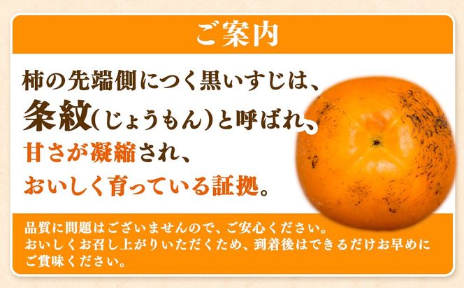 【先行予約】こだわり栽培ポット柿（早秋柿） 2Lサイズ12個入り | 柿 かき カキ 早秋柿 早生品種 甘い ジューシー フルーツ くだもの 果物 秋の味覚 おやつ スイーツ 産地直送 先行 予約 送料無料 岐阜県 瑞穂市 ※離島への配送不可  ※2026年10月中旬～11月上旬頃に順次発送予定