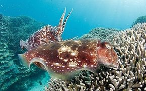 ファンダイビング利用券　石垣島のマンタ・サンゴ・ウミガメに会いに行こう！【沖縄県 石垣市 ダイビング 利用券 海 ダイバー マンタ 珊瑚 ウミガメ 旅行】YD-1-1