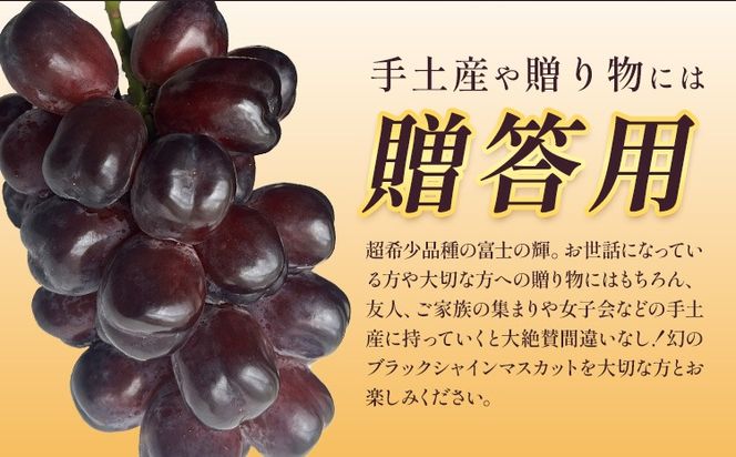 ぶどう 富士の輝 1房 贈答用もあり 茨城県 結城市 《8月下旬-9月下旬頃出荷予定》 會澤ぶどう・キウイフルーツ園 葡萄 ブドウ 大粒 種なし ブラック シャインマスカット 果物 フルーツ ギフト 国産 季節限定 【配送不可地域あり】(離島)---yuki_aizw_15_1p---