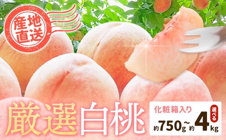 和歌山の厳選白桃[白鳳・清水白桃・川中島白桃 等]化粧箱入り 選べる内容量 約750g 約1.5kg 約2kg 約4kg 池田鹿蔵農園[7月上旬-8月中旬頃出荷]和歌山県 日高町 厳選 白桃 和歌山県産 白鳳 清水白桃 川中島白桃 桃 もも 果物 フルーツ---wsh_cidn173_7j8c_25_8000_750g---