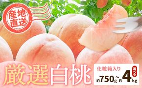 【先行予約】和歌山の厳選白桃【白鳳・清水白桃・川中島白桃 等】化粧箱入り 選べる内容量 約750g 約1.5kg 約2kg 約4kg 池田鹿蔵農園《7月上旬-8月中旬頃出荷》和歌山県 日高町 厳選 白桃 和歌山県産 白鳳 清水白桃 川中島白桃 桃 もも 果物 【配送不可地域あり】---wsh_cidn351_7j8c_26_8000_750g---