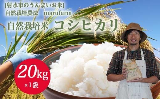 【射水の美味しいお米】【自然栽培農法】自然栽培農家 marufarm 自然栽培米「コシヒカリ」20kg ※2026年10月～発送