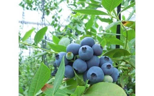 美浜町産大粒ブルーベリー食べ比べセット6品種以上 『8パック入り』 ※2026年6月中旬～6月下旬頃に順次発送予定