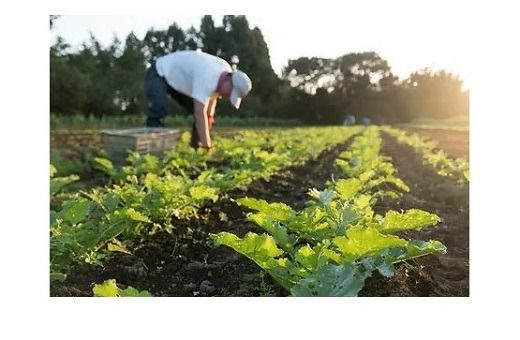 【26-2】伊勢ノ国のがぶっと野菜玉手箱　：　隔週1回定期便（大人4人1週間分）26回