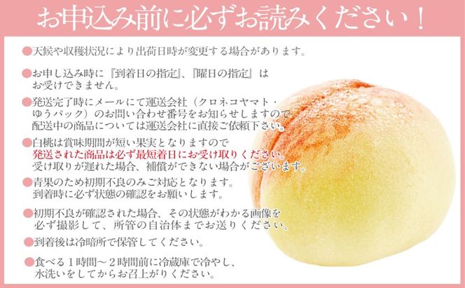 もも 2026年 先行予約 岡山匠の白桃 約2.4kg 7～9玉 犬塚農園 岡山県産 白桃 桃 モモ ギフト 初夏 みずみずしい