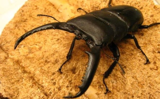 パラワンオオヒラタクワガタ♂100ミリ前後・♀お任せ 生き物 虫 昆虫 オス メス 