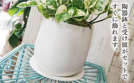 もっとも美しいポトスの進化型『 ポトス ・ エンジョイ 』 糸島市