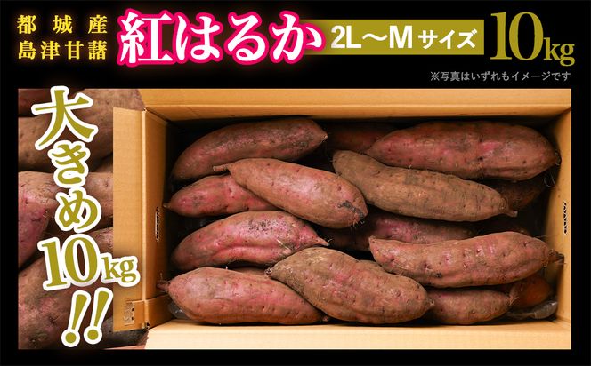 先行受付!【11月お届け】島津甘藷　熟成紅はるか 10kg(2L～M)_12-A7-001-10kg-11