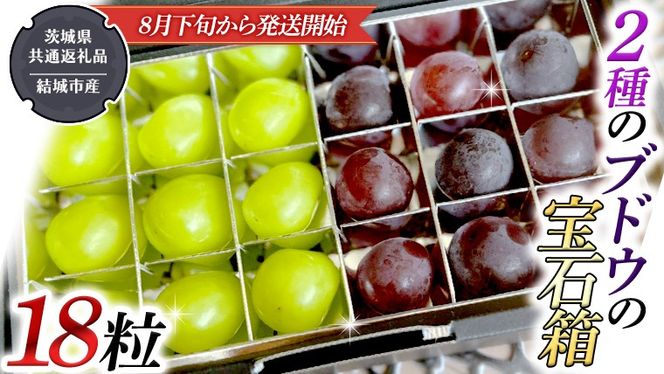 2種類 の ブドウ の 宝石箱 18粒 【2026年8月下旬から発送開始】 （茨城県共通返礼品 [ぶどう]：結城市産） 田舎の頑固おやじが厳選！ 巨峰 ピオーネ マスカット ぶどう フルーツ 果物 [BI329-NT]