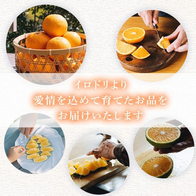 ＜先行予約受付中！2026年3月中旬以降順次発送予定＞数量限定！鹿児島県産 紅甘夏 (20kg・2L) 柑橘 フルーツ 果物 国産 みかん 期間限定 数量限定 ベニアマナツ ミカン 旬 【株式会社イロドリ】akn069-11