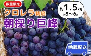 朝採り巨峰（約1.5kg）早期受付 クロレラ栽培 ぶどう 果物類 葡萄 フルーツ デザート ギフト 贈り物