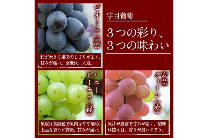 ＜先行予約受付中！2026年9月以降順次発送予定＞宇目葡萄 3種詰め合わせ(合計2kg・3-5房) 特産品 国産 ピオーネ 安芸クイーン ハニービーナス ぶどう 大分県 佐伯市【AY71】【さいき農林公社】