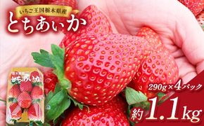 【先行予約】出会いの森いちご園 とちあいか （290g×4パック） | いちご イチゴ 苺 栃木県 果物 くだもの フルーツ とちあいか 新鮮 贈答 ギフト デザート スイーツ ※2026年12月～発送