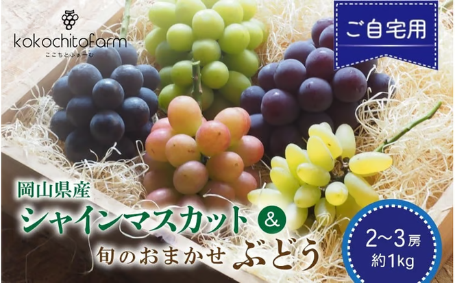 【2026年先行予約】 ここちとふぁーむ 【ご自宅用】 岡山県産 シャインマスカット＆旬のおまかせぶどう 2～3房 約1kg 【koko016-01】
