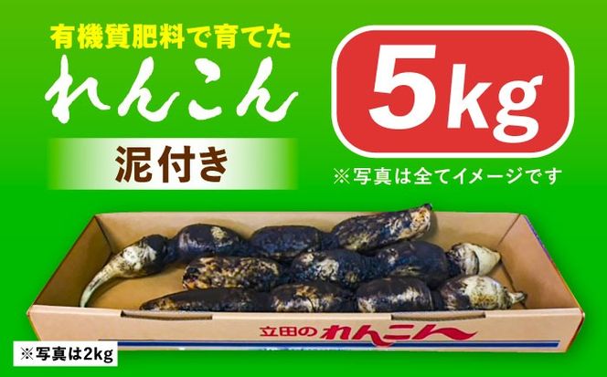 土付き鍬掘り レンコン（愛知県愛西市産）5kg れんこん 蓮根 産地直送 愛西市 / 株式会社山三レンコン [AEBK002]