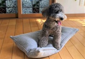 【たっぷり!!リアルダウン使用】ペット用　羽毛クッションベッドセット　犬や猫が大好き!!　ペットベッド　H162-058