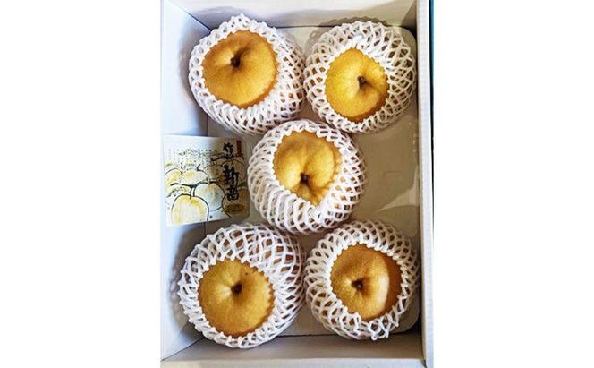梨 2026年 先行予約 新高梨 3-6玉（約4kg） 化粧箱入り なし ナシ 岡山県産 国産 フルーツ 果物 ギフト [№5735-2056]