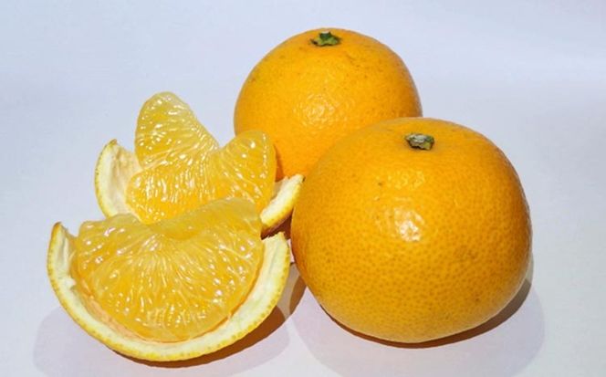 【訳あり 手選果】和歌山県由良町産 八朔 約10kg（ご家庭用・サイズ混合）柑橘 フルーツ