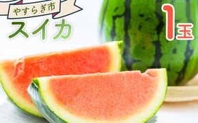 【先行予約】 スイカ １玉 yr-0119