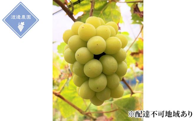 ぶどう 【2026年 先行予約】 シャインマスカット 2房 合計約1kg/ 種無し ブドウ 葡萄 岡山県産 国産 フルーツ 果物 渡邊農園