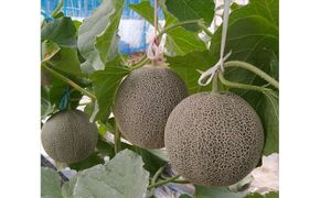 タカミメロン　2玉（2.5kg前後）　1箱　【※2026年7月上旬～中旬配送】　 313726_AA016