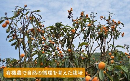 【ノンカフェイン】日日 の びわ の 葉茶《糸島》【わかまつ農園】 [AHB005] お茶 びわ茶 ノンカフェイン