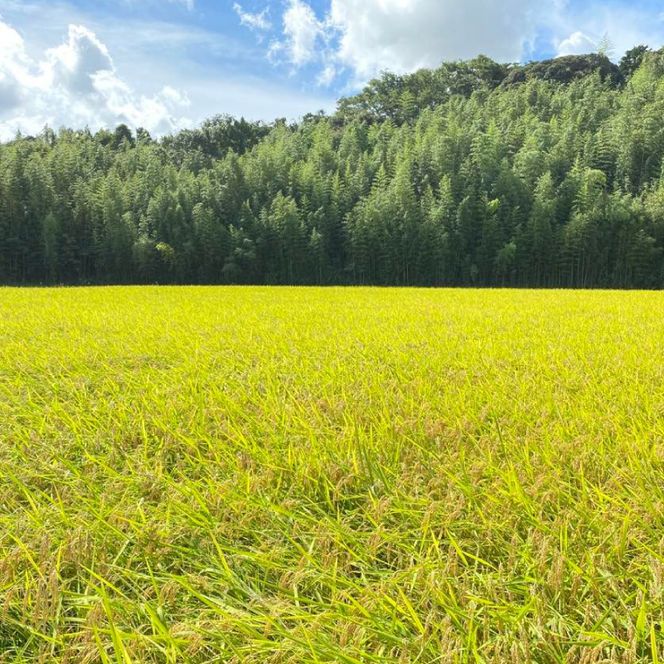 【2026年9月下旬より順次発送】★新米★R8年産 かすみ米 10kg(白米または玄米)【茨城県共通返礼品/潮来市】｜米 お米 新米 こめ かすみ米 10kg 白米 玄米 共通返礼品 茨城県共通返礼品 数量限定 先行予約 人気 送料無料(BI-89)