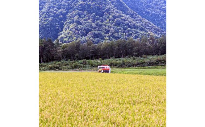 令和7年 原田農園きぬむすめ無洗米10kg 313726_CG006