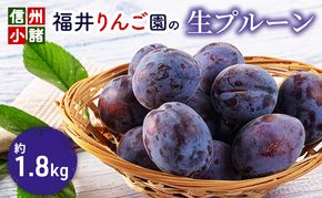 信州小諸・福井りんご園の生プルーン　約1.8kg 果物詰合せ フルーツ 