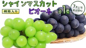 【桐箱入り】 シャインマスカット & ピオーネ (各１房)【2026年7月上旬発送開始】(茨城県共通返礼品：大子町) ぶどう 葡萄 マスカット フルーツ 果物 贈答用 ギフト 贈り物