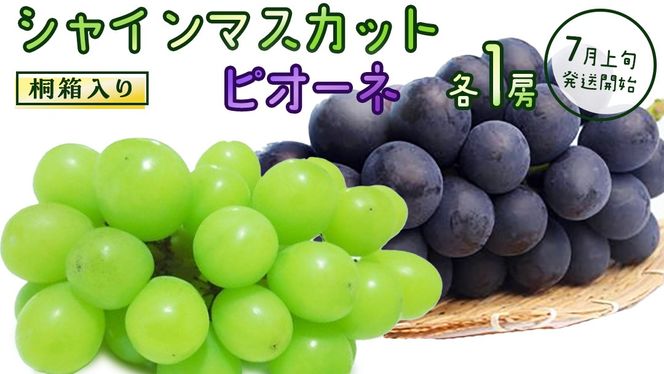 【桐箱入り】 シャインマスカット & ピオーネ (各１房)【2026年7月上旬発送開始】(茨城県共通返礼品：大子町) ぶどう 葡萄 マスカット フルーツ 果物 贈答用 ギフト 贈り物