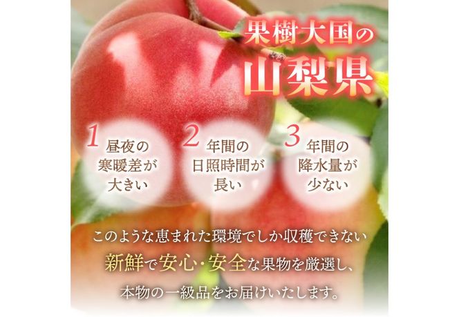 【2026年発送 先行予約】 山梨の朝どれ桃 【単品 定期便 が選べる】 もも 山梨県産桃 果物 くだもの 果物 フルーツ 山梨 富士吉田