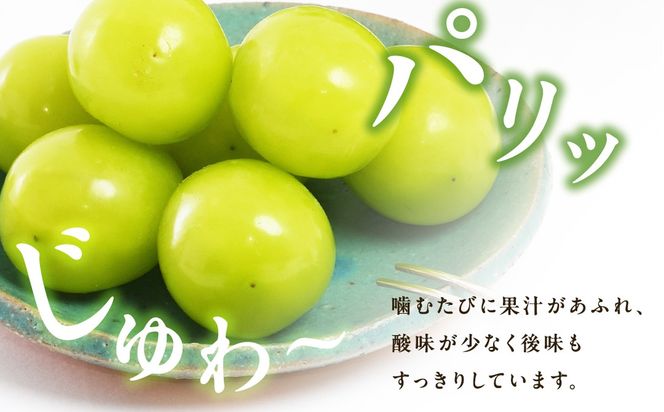 【お歳暮 熨斗付】 シャインマスカット 2房 【2026年12月より発送開始】 （茨城県共通返礼品 [ぶどう]：結城市産） 田舎の頑固おやじが厳選！ マスカット 種なし 大粒 高糖度 御歳暮 ギフト ぶどう 巨峰 フルーツ 甘い  [BI270-NT]