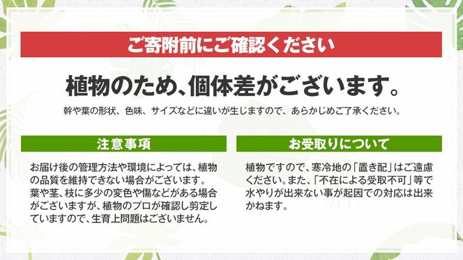 【 観葉植物 】 シンゴニウム ・ ホワイト バタフライ 1鉢 シンゴニューム ガーデニング 室内 植物 花 鉢 緑 [AM118us]