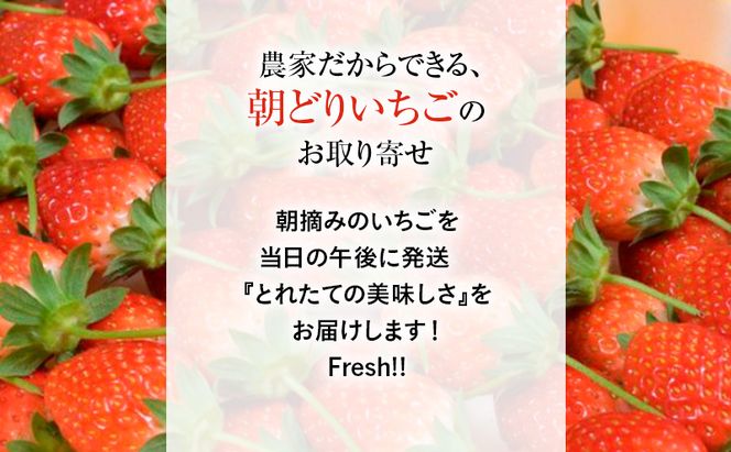 【先行予約】いちご 味くらべ紅白いちご 3種 4パック ※2027年3月～発送