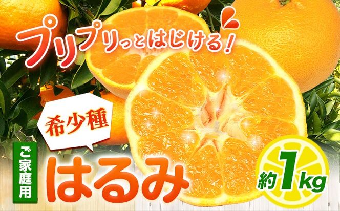 みかん はるみ ご家庭用 1kg+250g 傷み補償分 サイズ混合 池田鹿蔵農園@日高町《2月上旬-3月末頃出荷》和歌山県 日高町 フルーツ 果物 柑橘 希少品種 送料無料 訳あり【配送不可地域あり】---wsh_idn327_2j3m_25_7000_1kg---