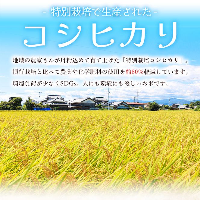 【令和8年度産】 米（コシヒカリ） 2合（300g) ×5 お米 精米 こしひかり 2合 特別栽培 真空包装 真空パック 使い切り SDGs 備蓄 こめ コメ お米 おこめ ライス ke-0062