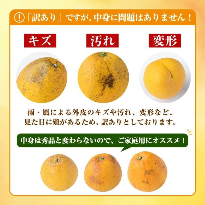 ＜先行予約受付中！2027年3月中旬以降順次発送予定＞訳あり！まなべみかん園の河内晩柑(約10kg) 国産 鹿児島県産 阿久根市産 柑橘類 かんきつ 晩柑 果物 フルーツ 期間限定 数量限定 デザート 訳アリ かわちばんかん 【有限会社まなべみかん園】akn034-09