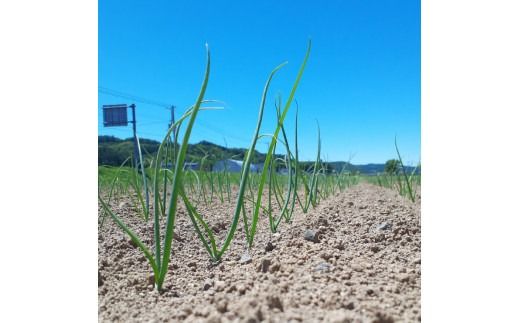 【予約：2025年11月から順次発送】玉葱 20kg Lサイズ以上 まいにちたまねぎ〔和洋中〕3本セット付き ( 玉ねぎ たまねぎ 調味料 セット ふるさと納税 北見市 )【148-0019】