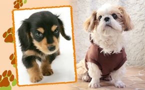 「ペット写真」かわいい”家族”をプロのスタジオで！ イベントやチケット等 思い出 しゃしん 記念撮影 