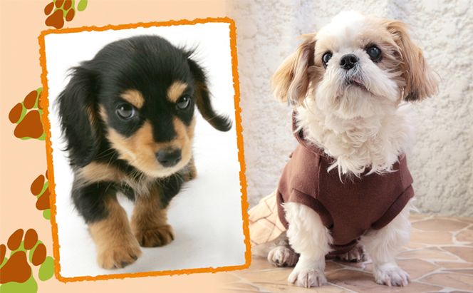 「ペット写真」かわいい”家族”をプロのスタジオで！ イベントやチケット等 思い出 しゃしん 記念撮影 