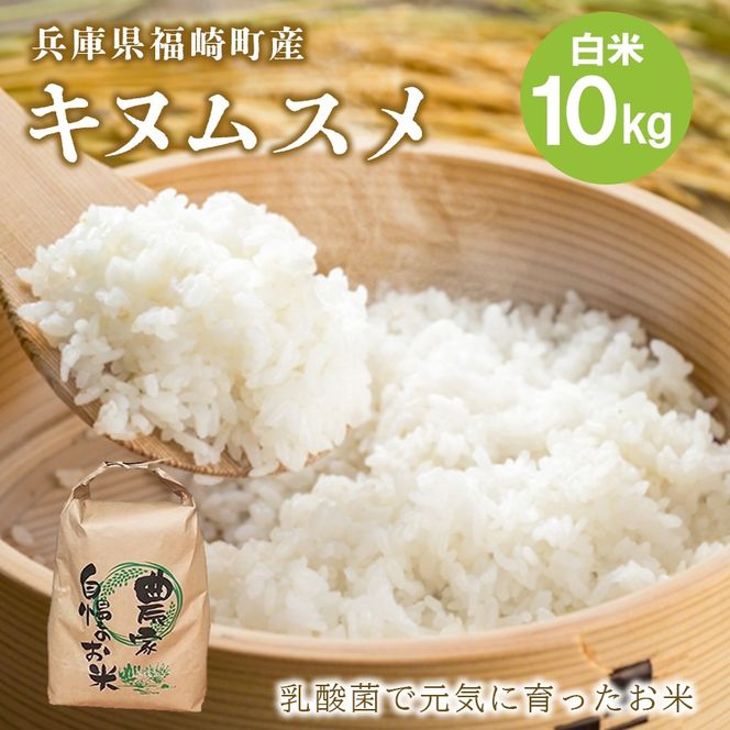白米 10kg 令和8年産 兵庫県産キヌムスメ 【食味スコア80】 冷めても美味しい おにぎりにおすすめ お弁当におすすめ