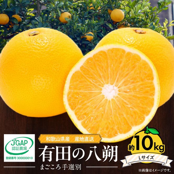 【2027年先行予約】和歌山県産 有田の八朔 (はっさく) 約10kg【Lサイズ】まごころ手選別 _ZE6075n