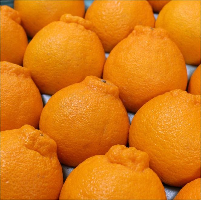 和歌山県有田産 不知火 約5kg（18～24玉）ひとつひとつ手選別で厳選！生産者から直送