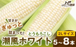 ［夏の味覚］潮風ホワイト 2Lサイズ 5～8本 1セット とうもろこし トウモロコシ 白 コーン とうもろこし BBQ 焼き肉 白浜町 304018_ET04