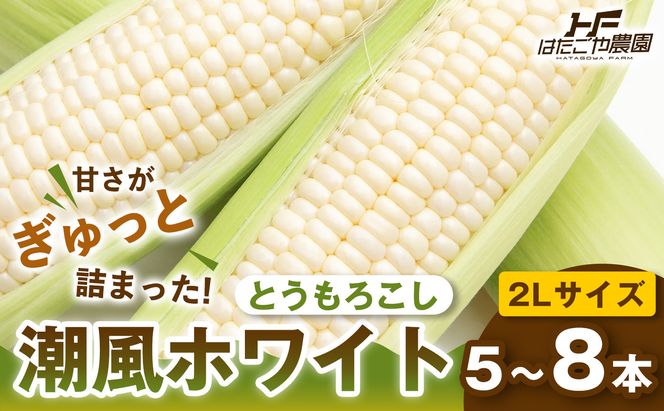 ［夏の味覚］潮風ホワイト 2Lサイズ 5～8本 1セット とうもろこし トウモロコシ 白 コーン とうもろこし BBQ 焼き肉 白浜町 304018_ET04