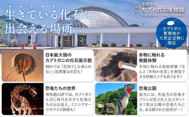 カブトガニに挟まれるツアー 記念品Tシャツ付き 選べる人数 1名 2名 3名 4名 5名 カブトガニ博物館《寄附お申し込み約1週間後にご連絡差し上げます(土日祝除く)》岡山県 笠岡市 カブトガニ 博物館 チケット ツアー 送料無料---K-77---