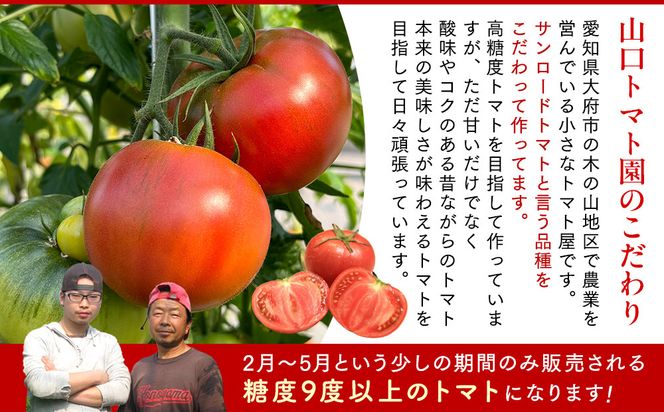 【先行予約 2026年2月～5月出荷予定／限定50箱】全国トマト選手権銅賞受賞トマト『銀丸山口トマト』高糖度トマト　L~Mサイズ 232238_BA05